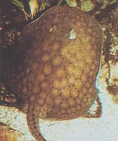 Potamotrygon reticulatus Linha de água doce reconstruída