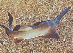 Pristis microdon Fish Scie do norte