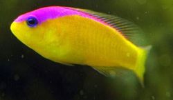 Pseudochromis diadema (Pseudocromis diadema)