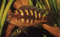 Pseudotropheus crabo Pseudotropheus Chameleon