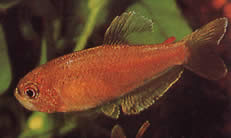 Rachoviscus crassiceps Characin com cabeça grossa, Tetra dourada