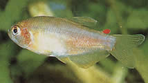 Rachoviscus graciliceps (Caráter gracile)