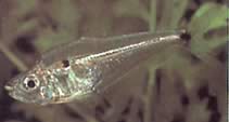 Roeboides descalvadensis