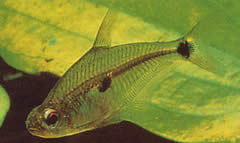 Roeboides meeki Tetra de vidro