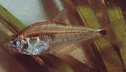 Roeboides paranensis (Hunchback, de frente no fundo do Paraguai)
