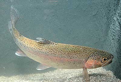 Salmo gairdneri truta arco-íris