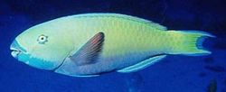 Scarus ghobban Peixe madeirado