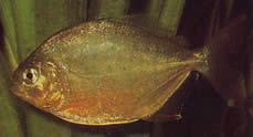 Serrasalmus calmoni (Piranha escura, calmon piranha)