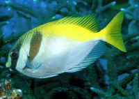 Siganus virgatus Amfacanth colocado