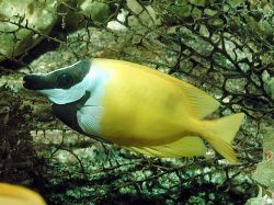 Siganus vulpinus Peixe runo ou peixe