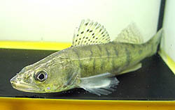 Stizostedion lucioperca (Classificador)