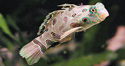 Synchiropus picturatus Mandarin colocado