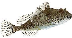 Taurulus bubalis Sea Chabot