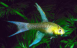 Terranatos dolichopterus