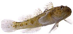 Thorogobius ephippiatus Gobie Leopard