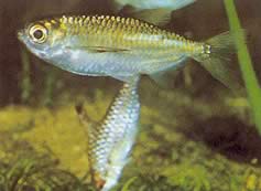 Triportheus pictus (Silver Tetra-Slash)