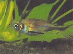 Triportheus rotundatus (Tetra redonda da besta)