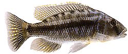 Tyrannochromis macrostoma (Macrostoma Tyrannochromis)