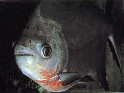 Utiaritichthys sennaebragai Piranha da barriga vermelha