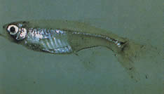 Xenurobrycon macropus (Brycon em Gros-Yeux)