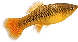 Xiphophorus variatus Parrot Platy