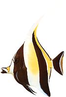 Zanclus canescens (Slicer)